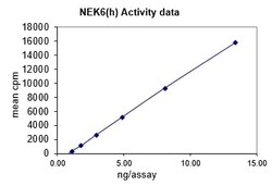Eurofins DiscoverX NEK6 Protein, Active 10 &mu;g | Buy Online | Eurofins DiscoverX | Fisher Scientific